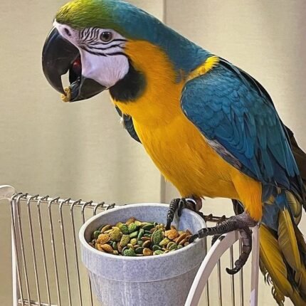 Luna Female Macaw for Sale