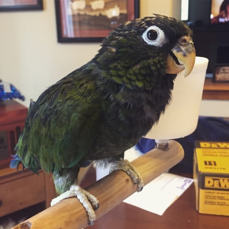 Maximilian’s Pionus Parrot for Sale