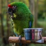 Military Macaw for sale