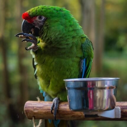 Military Macaw for sale