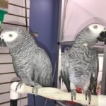Nina and Tyler African Grey For Sale