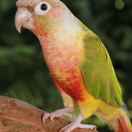 Pineapple Cheek Conure for sale
