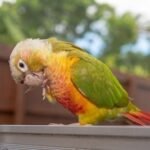 Pineapple Cheek Conures for Sale