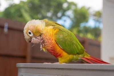 Pineapple Cheek Conures for Sale