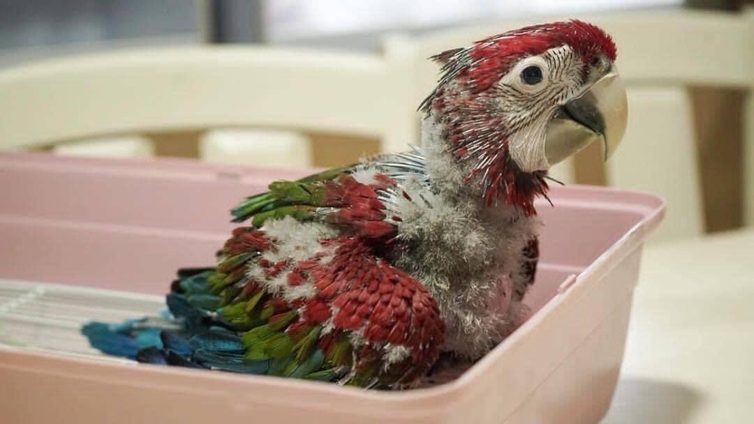 Princess Female Scarlet Macaw for Sale