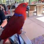 Red Sided Eclectus