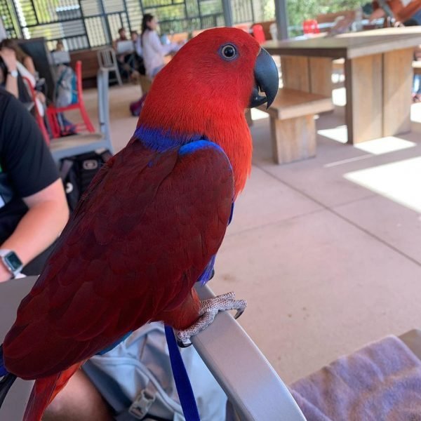 Red Sided Eclectus