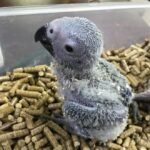 Female African Grey parrot for sale