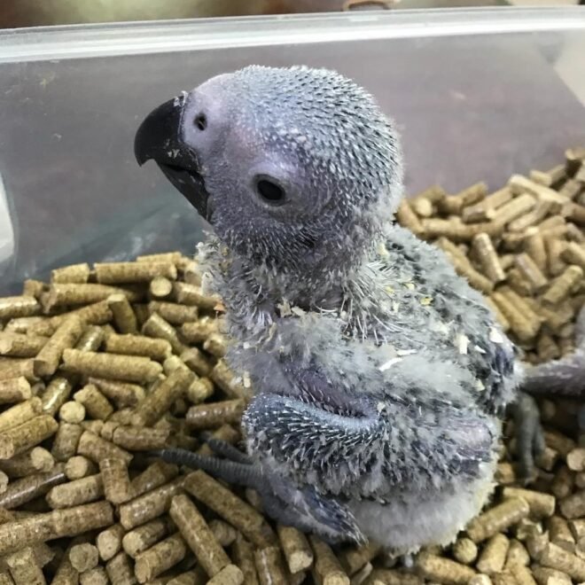 Female African Grey parrot for sale