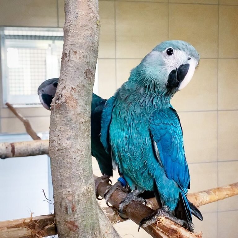 Spix’s Macaw parrots for sale