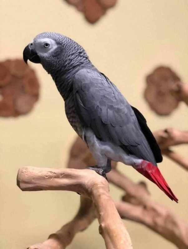 Sunny Male baby African Grey For Sale
