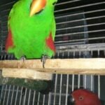 Vosmaer’s Eclectus Parrot for Sale