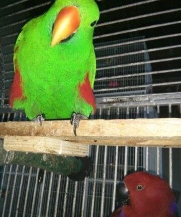 Vosmaer’s Eclectus Parrot for Sale