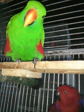 Vosmaer’s Eclectus Parrot for Sale