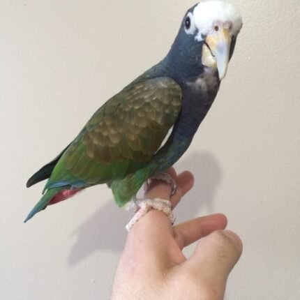 White Capped Pionus