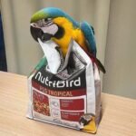 Frida Female Macaw for Sale