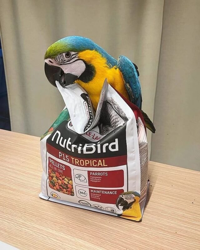 Frida Female Macaw for Sale