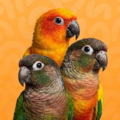 Conure Parrots for Sale