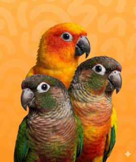 Conure Parrots for Sale