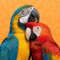 MACAW PARROTS