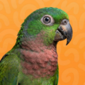 pionus-parrots-for-sale