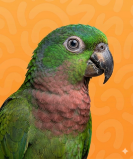 pionus-parrots-for-sale