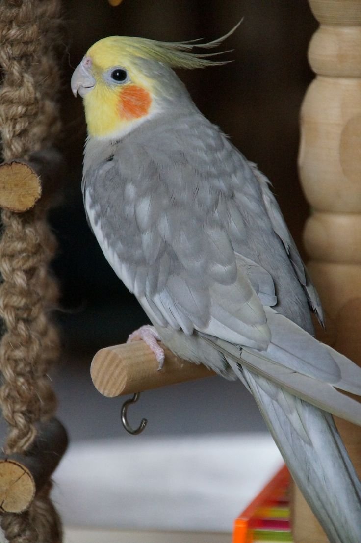 Baby Cockatiel for sale