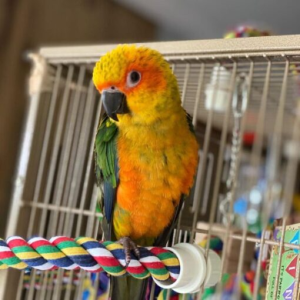 Jenday Conure for sale