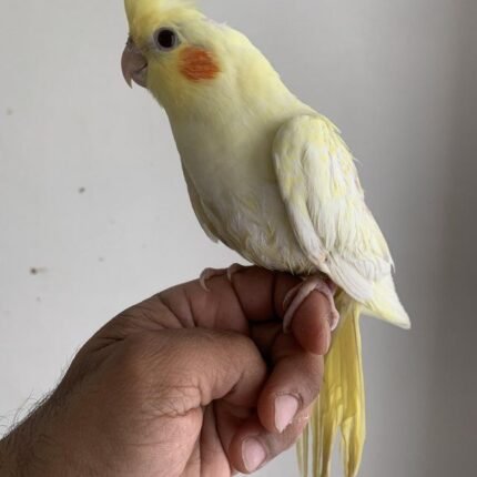 Lutino Cockatiels for sale