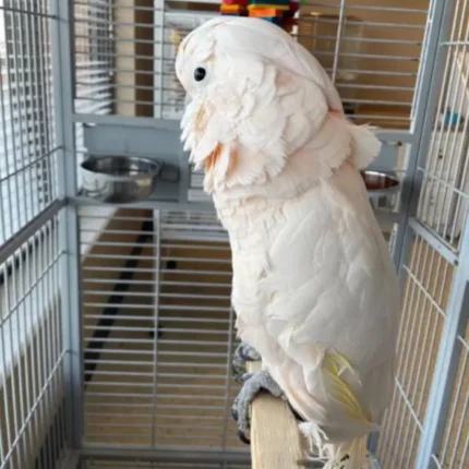 Moluccan Cockatoo for sale