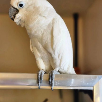 Umbrella Cockatoo for sale