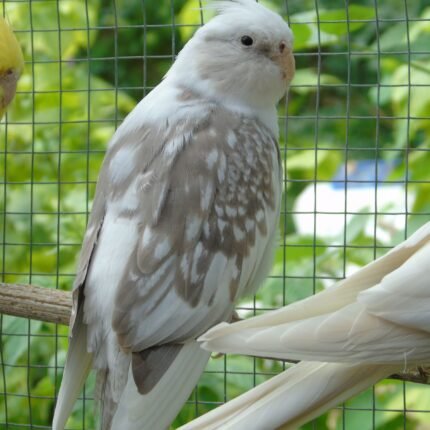 Whiteface Cockatiels for sale