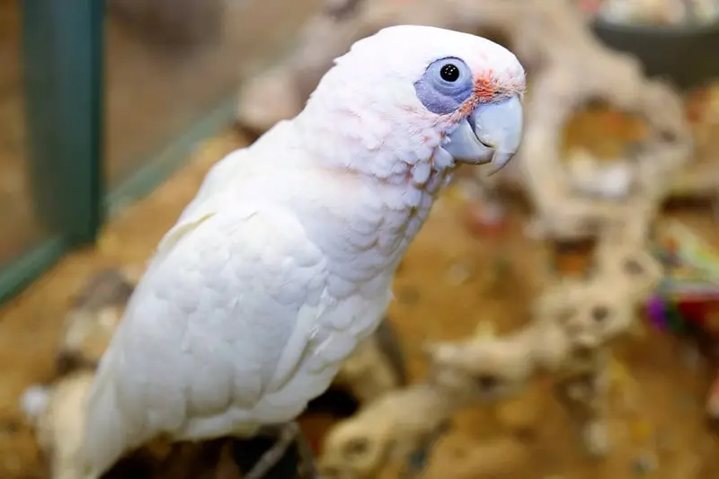 bare eyed cockatoo for sale