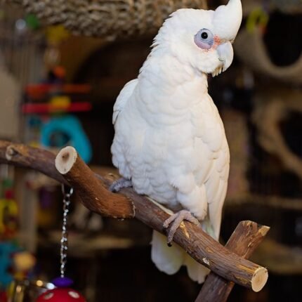 bare eyed cockatoo for sale