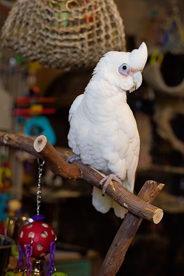 bare eyed cockatoo for sale