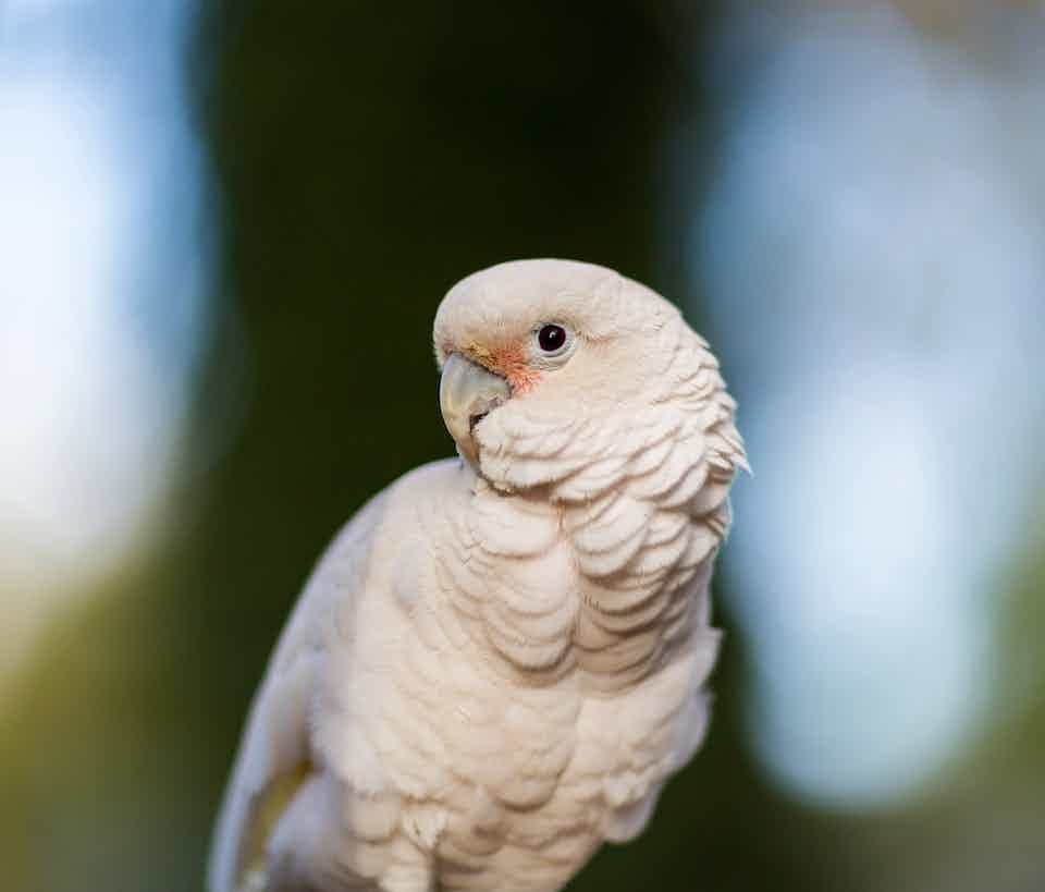 bare eyed cockatoo for sale