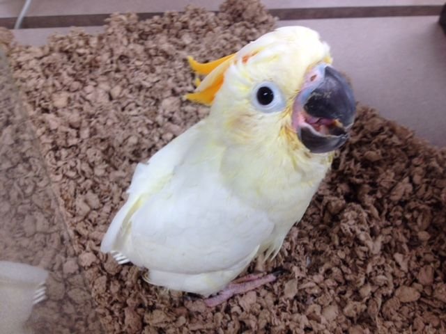 bare eyed cockatoo for sale
