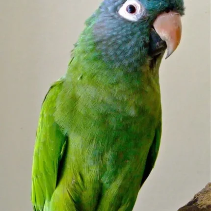 blue crown conure parrots for sale