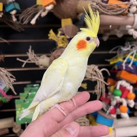 Baby Cockatiel for sale