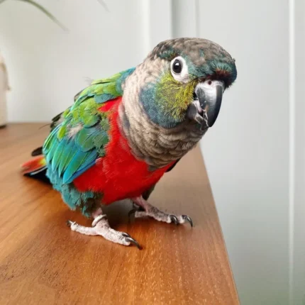 crimson bellied conure for sale