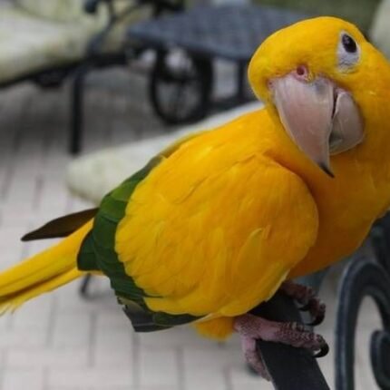 golden conure for sale