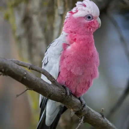 rose breasted cockatoo for sale