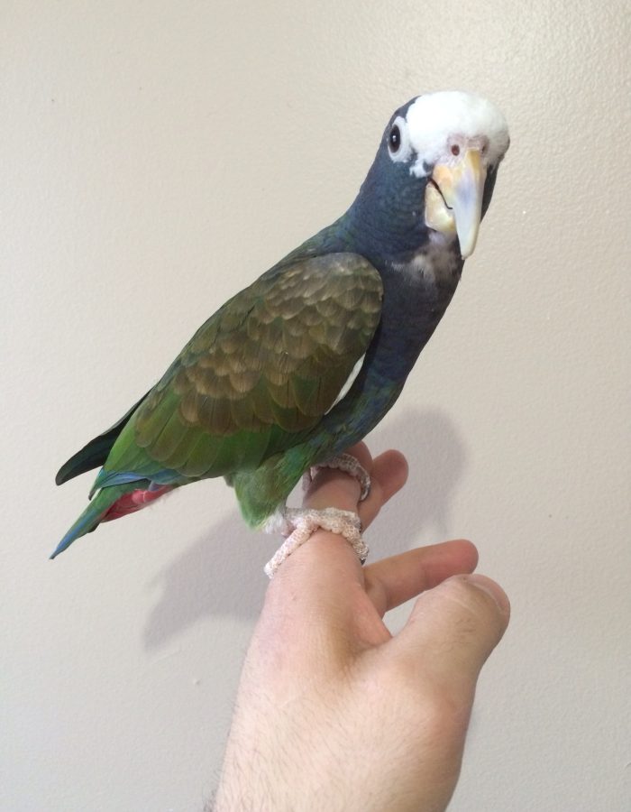 White-Crowned Pionus