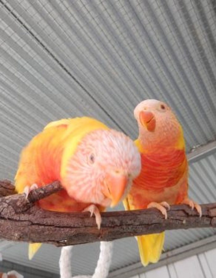 Lutino Rainbow Lorikeets