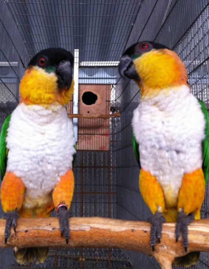 Black headed Caique