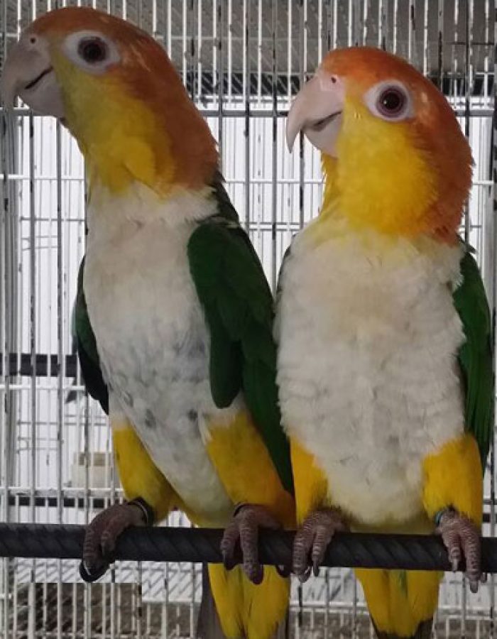 White-bellied Caique For Sale