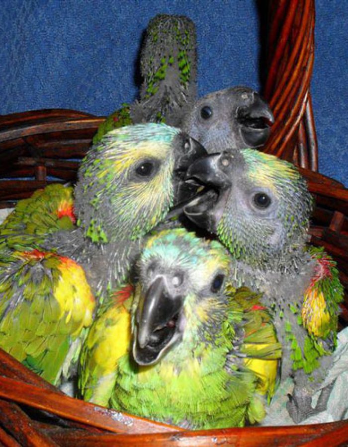 Blue Fronted Amazon Baby