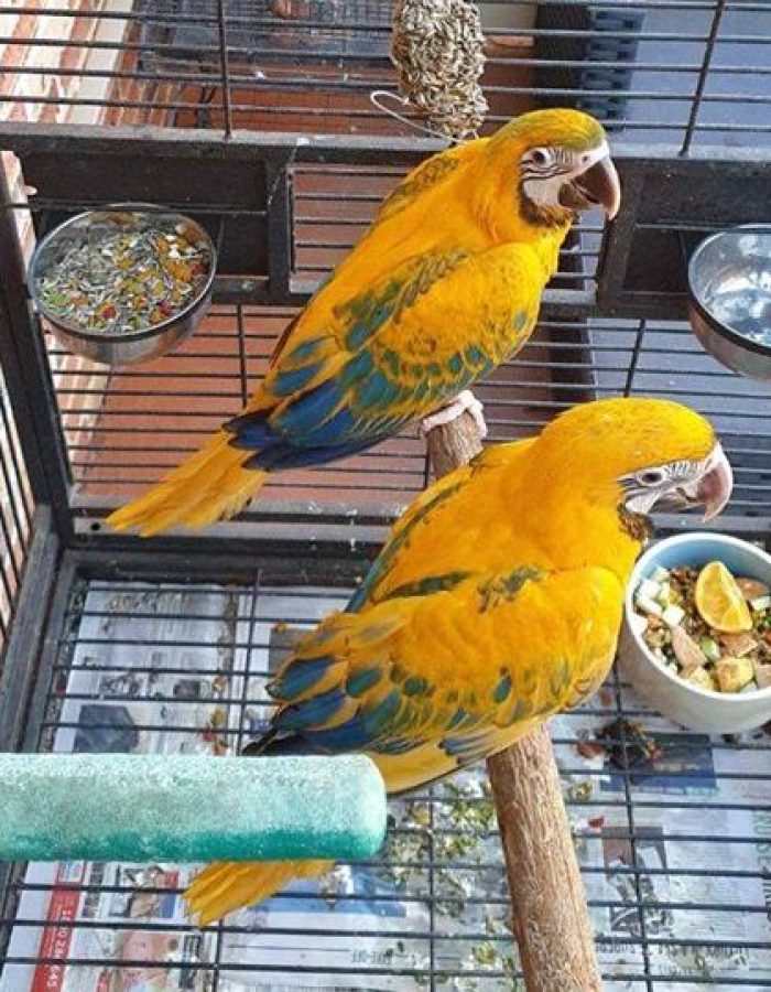 Opaline Macaws Parrot Pair