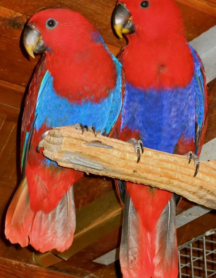 Eclectus Babies