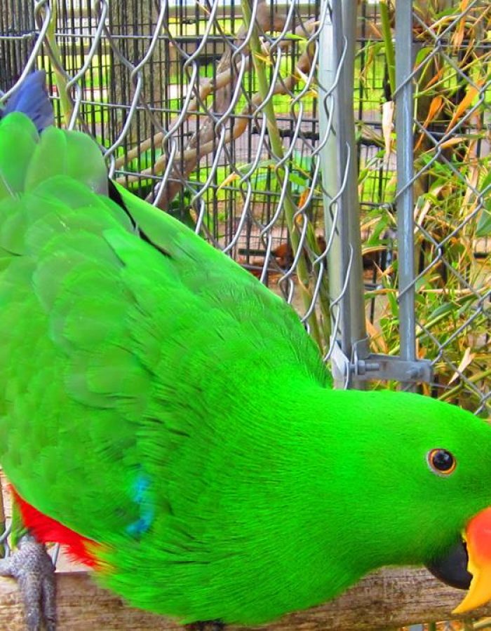 Grand Eclectus